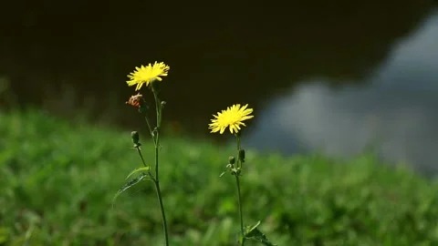 Two yellow dandelions on the background of a blurred lake Stock Footage 86604123