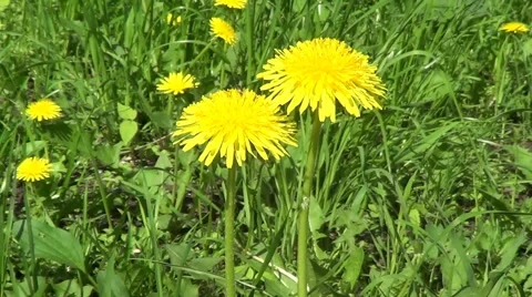 Two yellow dandelions Stock Footage 59879180
