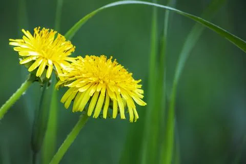 Two yellow dandelions on a green background close-up show the details of the Stock Photos