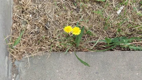 Two yellow dandelions grow side by side. Stock Footage 165695715