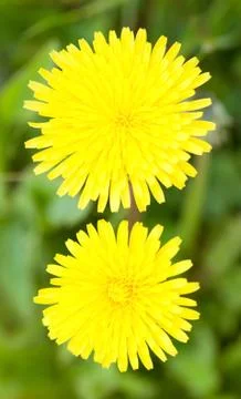 Two yellow dandelions Stock Photos
