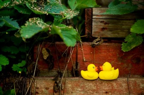 Two yellow ducks look at each other, standing on an old wooden structure in t Stock Photos
