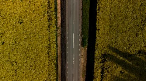 Two yellow fields Stock Photos