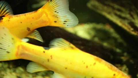 Two yellow fish as they glide in opposite directions within the confines of the Stock Footage 271236086