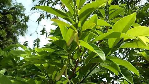 Two yellow flower of custard apple, sugar apple hanging on the tree Stock-Footage 121308423
