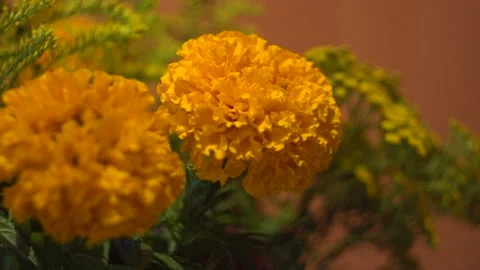 Two yellow flowers. Close-up 4K Stock Footage 122263086
