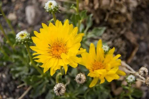 Two yellow flowers Stock Photos