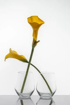 Two yellow flowers Stock Photos
