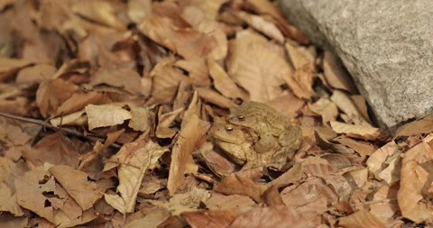 Two yellow frogs sit on a yellow dry leaf close together. Very close view of two Stock Footage 154734265