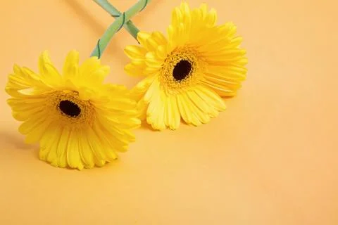 Two yellow gerbera flowes close-up Stock Photos