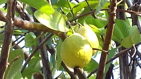 Two yellow guava fruit hanging on the tree Stock Footage 120331042