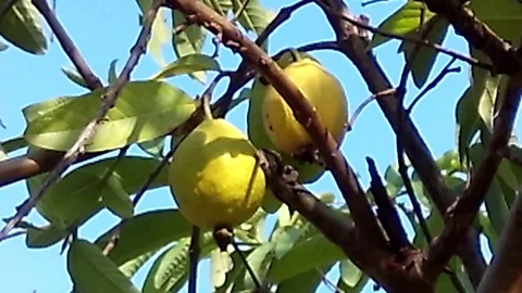Two yellow guava fruit on the tree among guava leafs Video stock 120500218