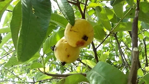 Two yellow guava fruit was infected by insect on the tree Stock Footage 121903077