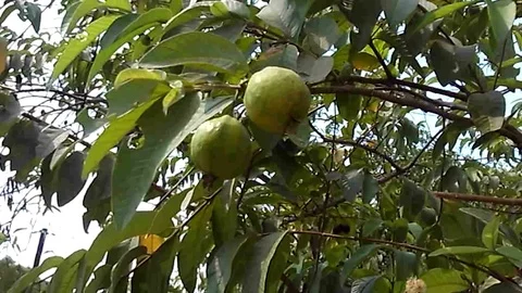 Two yellow guava hanging on the tree 스톡 동영상 117903845