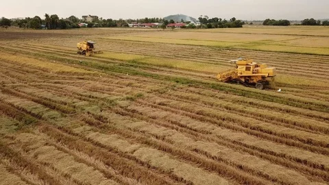 Two yellow harvester in different direction. Video stock 129416980