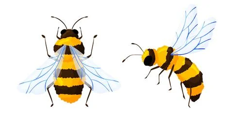 Two Yellow Honey Bees Set Illustration Clipart イラスト素材