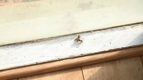 Two yellow jackets Stock Footage 18174906