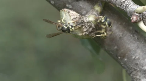 Two Yellow jackets - wasp and flies searching for nectar Stock Footage 54526427