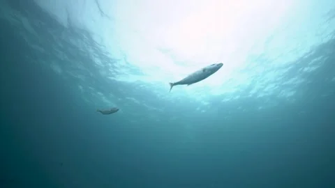 Two yellow jackfish leaving the reef after hunting Stock Footage 256642226