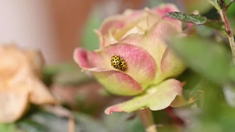 Two yellow ladybugs breeding in a rose Stock Footage 293623201