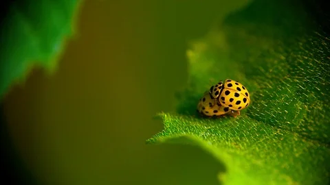 Two yellow ladybugs mating on green leaf. 库存影片 93906173