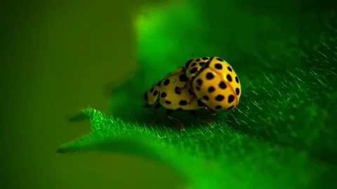 Two yellow ladybugs mating on green leaf. Stock Footage 93906206