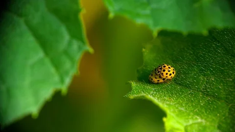 Two yellow ladybugs mating on green leaf. Stock Footage 93906223