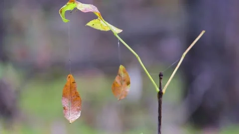 Two yellow leaves hang on a web and sway in the wind. 動画素材 136277696