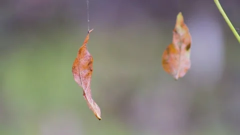 Two yellow leaves hang on a web and sway in the wind. Stock Footage 136458642