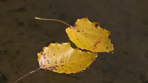 Two Yellow Leaves on Water Stock Footage 284625430