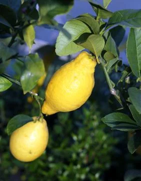 Two yellow lemon hanging on the tree in the orchard Stock-Fotos