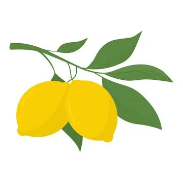 Two yellow lemons on a branch. Lemon is a sour fruit high in vitamin C. Vecto Stock Illustration