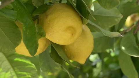 Two yellow lemons on branch sway in wind create strong visual for culinary use Stock Footage 332873701
