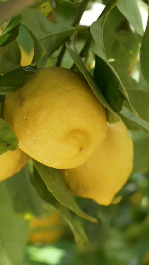 Two yellow lemons on branch sway in wind create strong visual for culinary use Stock Footage 332903680