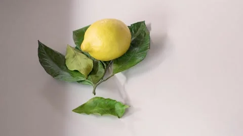 Two yellow lemons, rolling and stopping on dry leaves, white background Stock Footage 331753472