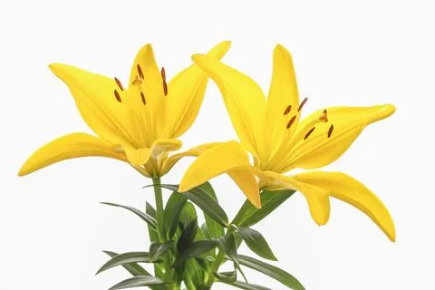 Two yellow lilies against a white background. Stock Photos