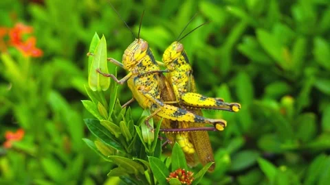 Two yellow locusts mate on green ixora leaves, demonstrating insect reproduction Stock Footage 340861577