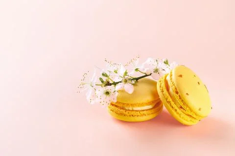 Two yellow macaroons and spring cherry blossom flowers on a pastel pink. Stock Photos