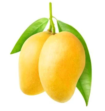 Two yellow mango Stock Photos