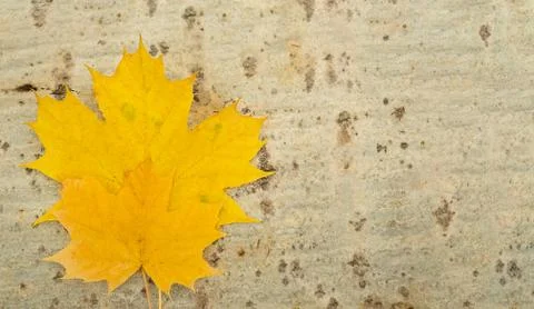 Two yellow maple leaves on a tree trunk Stock Photos