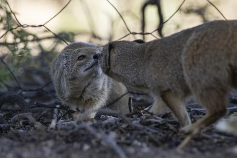 Two yellow mongooses gently touching noses Stock Photos