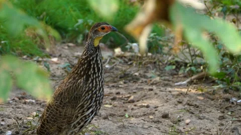 Two Yellow-necked Francolin Stock Footage 135602455
