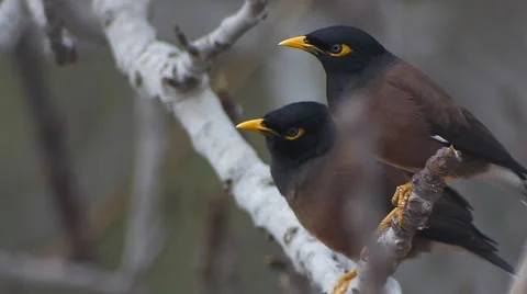 Two Yellow nose Bird on a fig tree Video stock 47318453
