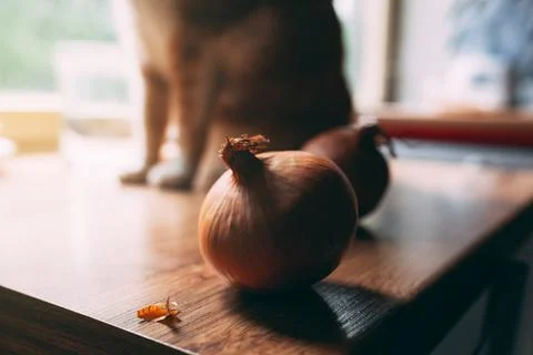 Two yellow onions on a kitchen table with cat in background Stock Photos