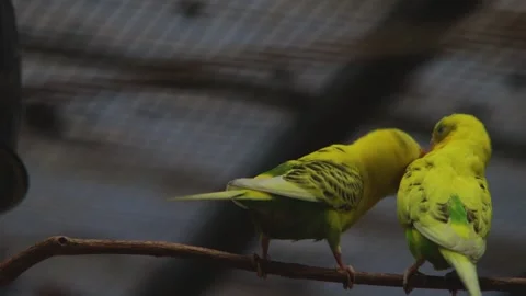 Two Yellow Parakeets Showing Affection Love Birds Perching Together 動画素材 320432659