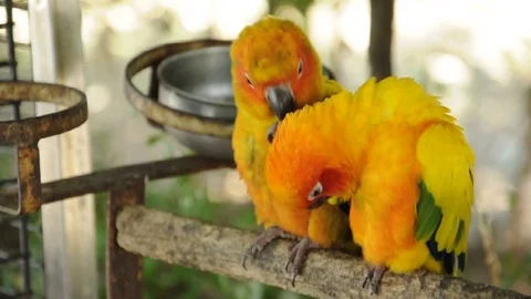Two yellow parrot Stock Footage 72232980