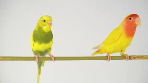 Two yellow parrots on a white background 스톡 동영상 105746526