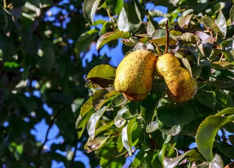 Two yellow pears Stock Photos