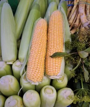 Two yellow peeled corn cob on a light green corn pile Stock Photos