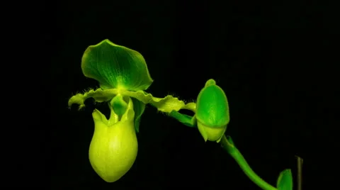 Two yellow pitcher orchids one opening Stock Footage 51312807